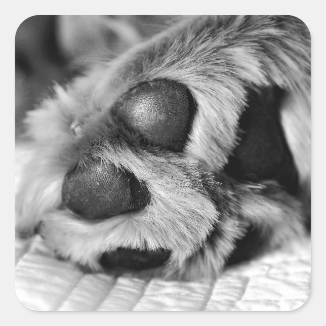 Adesivo Quadrado Ouro Retriever Polar Paws (Frente)