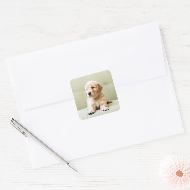 Adesivo Quadrado Ouro Retriever Puppy no sofá (Envelope)