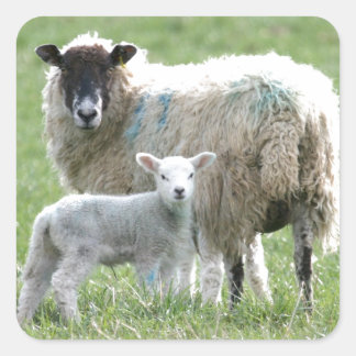 Adesivo Quadrado Ovelha com o cordeiro