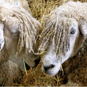 ADESIVO QUADRADO OVINO