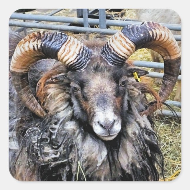 ADESIVO QUADRADO OVINO (Frente)