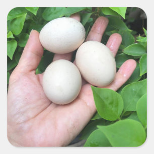 Adesivo Quadrado Ovos de frango Bantam são mão de palma