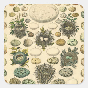 Adesivo Quadrado Ovos De Pintura De Ninho De Aves Vintage