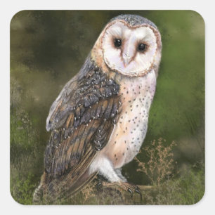Adesivo Quadrado Owl Sticker Gift