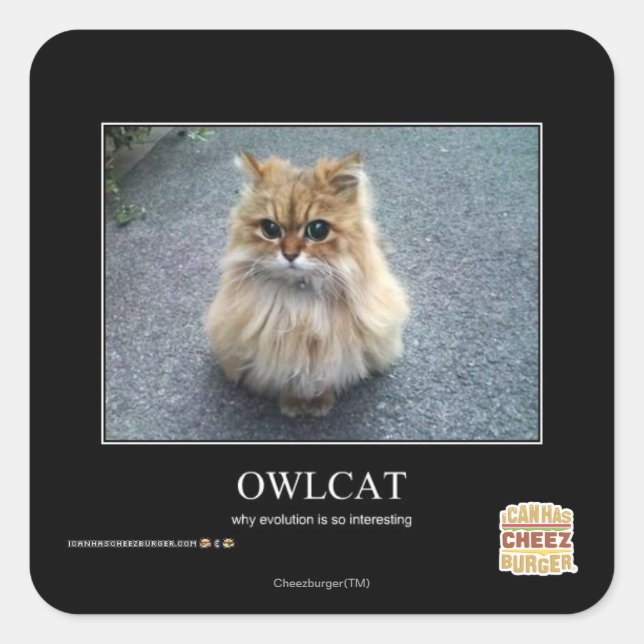 Adesivo Quadrado Owlcat (Frente)