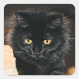 Adesivo Quadrado Owlette