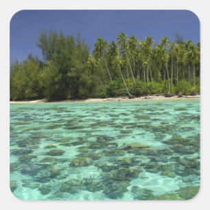 Adesivo Quadrado Pacífico Sul, Polinésia Francesa, Coreia 3