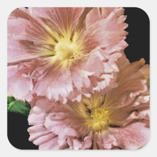 Adesivo Quadrado Pacote de Semente Vintage Hollyhock