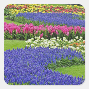 Adesivo Quadrado Padrão de Jacinto de Uva, tulipas e 3