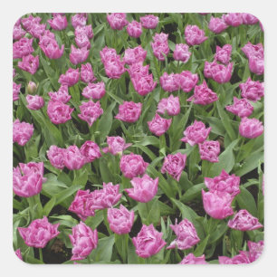 Adesivo Quadrado Padrão de jardim de tulipas, Jardins Keukenhof,