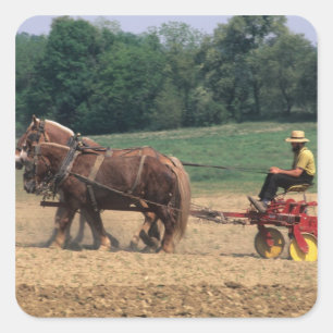 Adesivo Quadrado País Amish pessoas simples na agricultura com