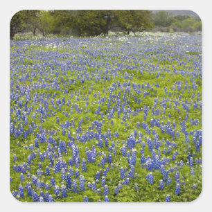 Adesivo Quadrado País, Texas, Bluebonnets e carvalho do monte