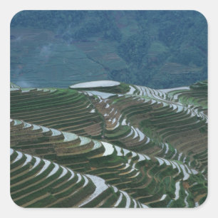 Adesivo Quadrado Paisagem de terraços de arroz na montanha, 2