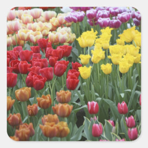 Adesivo Quadrado Países Baixos, Jardins Keukenhoff, tulipas.