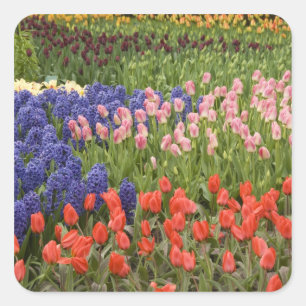 Adesivo Quadrado Países Baixos (também conhecido por Holland), Li