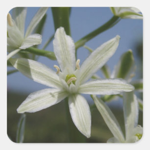 Adesivo Quadrado Palhetas brancas de flores