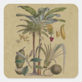 Adesivo Quadrado Palm Antique Fruta Tropical Arte Botânica
