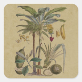 Adesivo Quadrado Palm Antique Fruta Tropical Arte Botânica