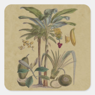Adesivo Quadrado Palm Antique Fruta Tropical Arte Botânica