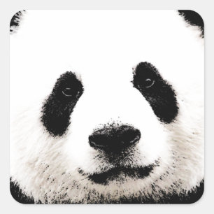 Adesivo Quadrado Panda