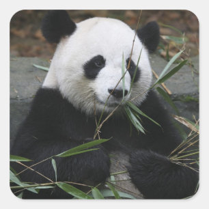 Adesivo Quadrado Panda gigante