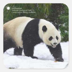 Adesivo Quadrado Pandas gigantes de Smithsonian   na neve