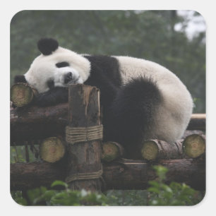 Adesivo Quadrado Pandas gigantes na Proteção de Pandas Gigantes