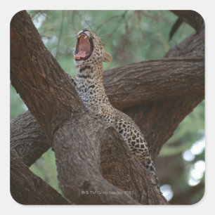 Adesivo Quadrado Pantera