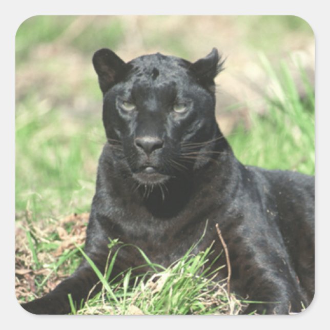 Adesivo Quadrado Pantera Negra (Frente)