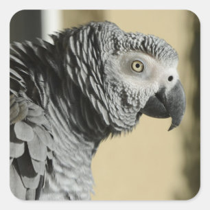 Adesivo Quadrado Papagaio Africano do Congo com Penas Desabrochadas