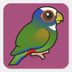 Adesivo Quadrado papagaio Branco-coroado