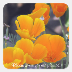 Adesivo Quadrado Papagaios - Sangue Onde Os Vinhetas Plantados