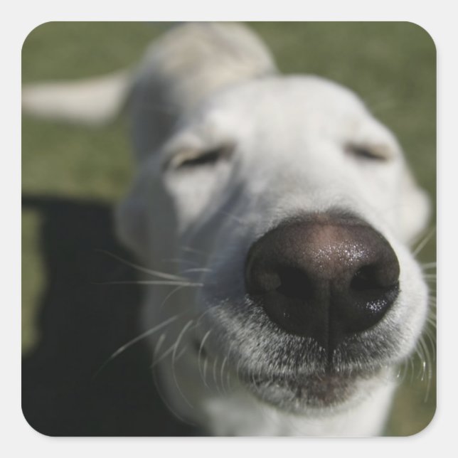 Adesivo Quadrado Papais noeis Fe, Novo México (Frente)