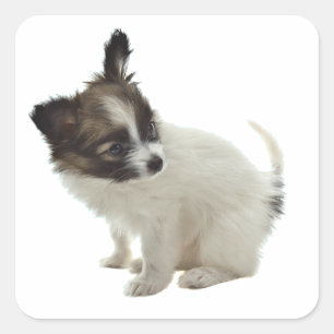 Adesivo Quadrado papillon