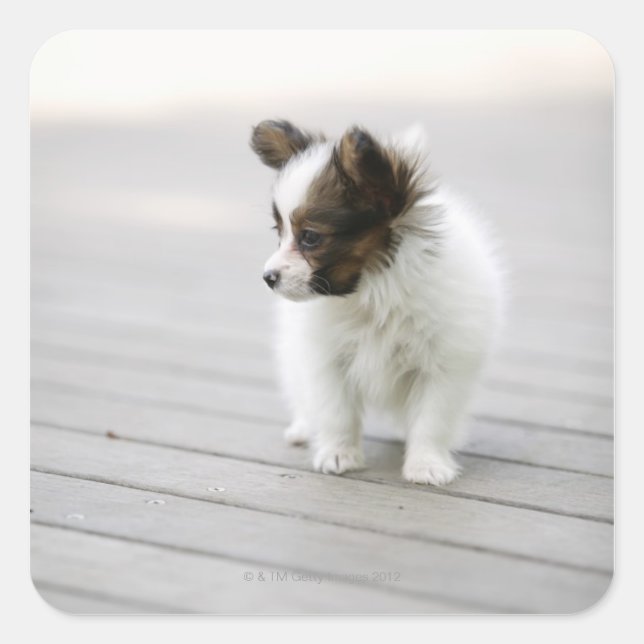 Adesivo Quadrado Papillon (Frente)