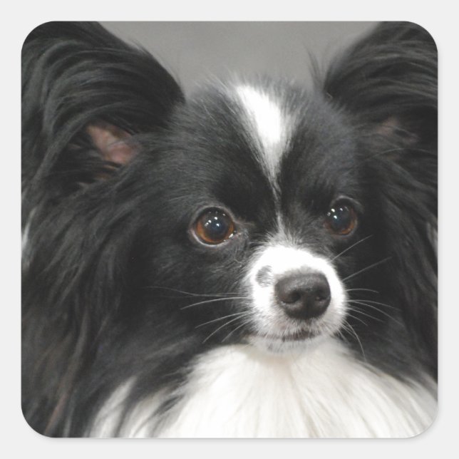 Adesivo Quadrado Papillon Dog Stickers (Frente)