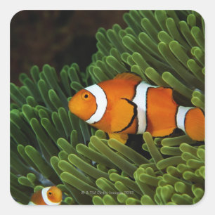 Adesivo Quadrado Papuá-Nova Guiné, anemonefish falso do palhaço