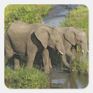 Adesivo Quadrado Par de Elefantes Africanos Masai Mara