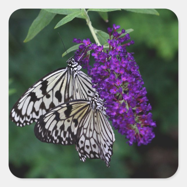 Adesivo Quadrado Par de papagaios (Frente)