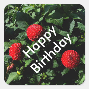 Adesivo Quadrado Parabéns Dahlia Irish Glow #1 Stickers