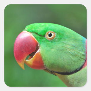Adesivo Quadrado Parakeet do Alexandrine