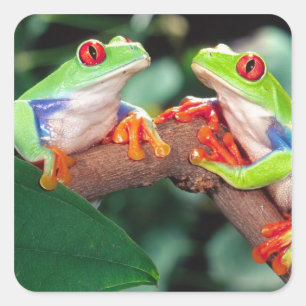 Adesivo Quadrado Pares de Red Eye Treefrog, callidryas de