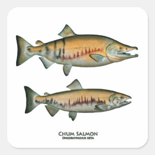 Adesivo Quadrado Pares Salmon do amigo (que spawning a fase)