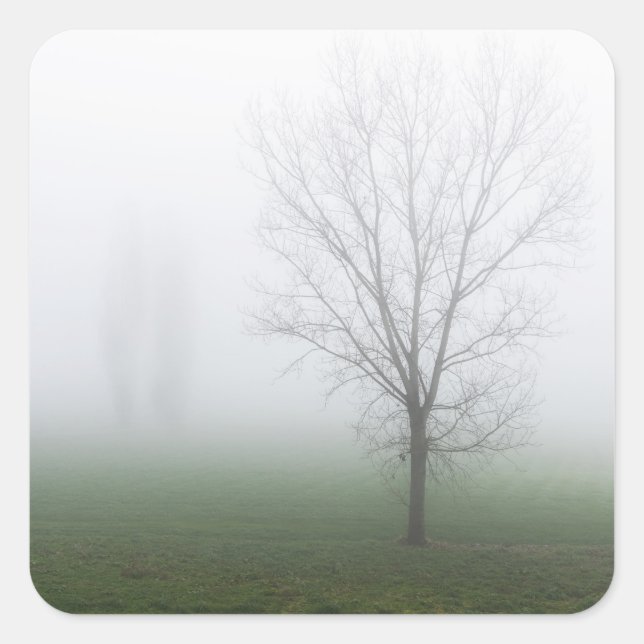 Adesivo Quadrado Parque coberto de neblina espessa (Frente)