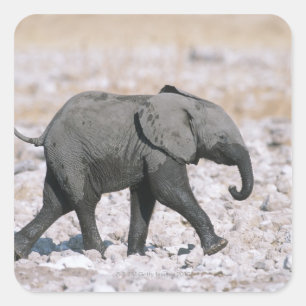 Adesivo Quadrado Parque nacional de Etosha, Namíbia