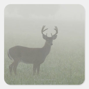 Adesivo Quadrado Parque nacional de Great Smoky Mountains,