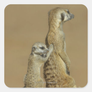 Adesivo Quadrado Parque nacional de Kgalagadi, Botswana, África