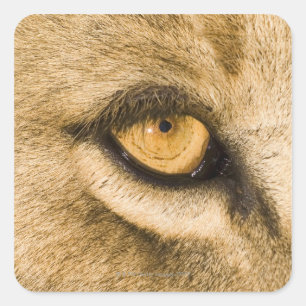 Adesivo Quadrado Parque nacional de Kruger, província de Limpopo,