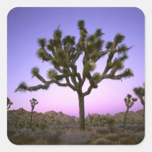 ADESIVO QUADRADO PARQUE NACIONAL JOSHUA TREE, CALIFÓRNIA. EUA.
