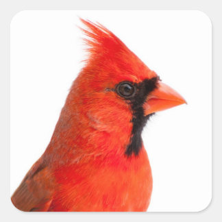 Adesivo Quadrado Pássaro Cardinal